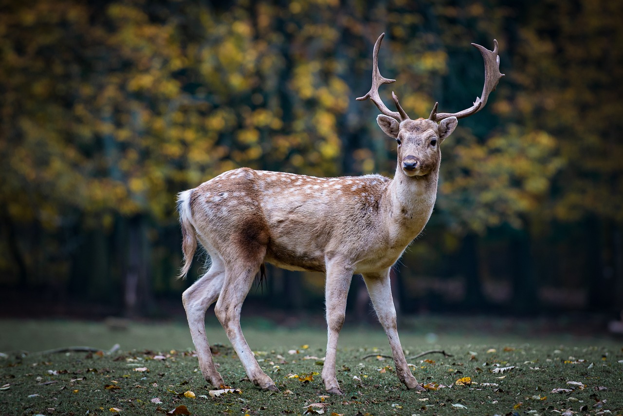 How To Find And Identify Dangerous Wildlife